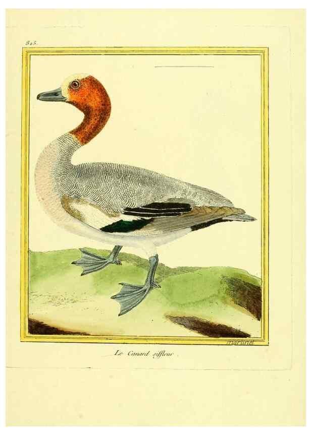 Reproducción/Reproduction 49640455146: Planches enluminées d'histoire naturelle. Paris? :s.n.,1765-1783?. 