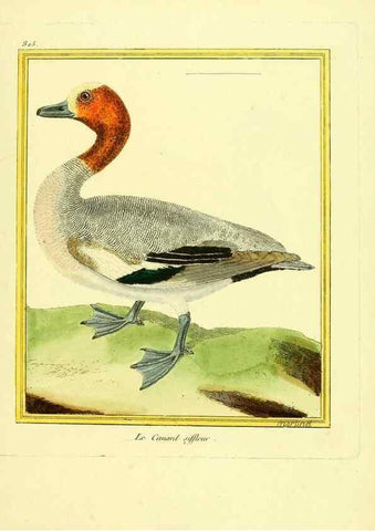 Reproducción/Reproduction 49640455146: Planches enluminées d'histoire naturelle. Paris? :s.n.,1765-1783?. 