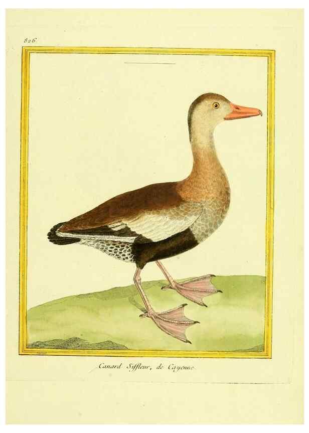 Reproducción/Reproduction 49640455516: Planches enluminées d'histoire naturelle. Paris? :s.n.,1765-1783?. 