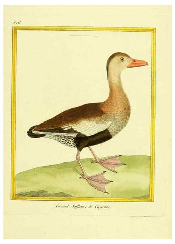 Reproducción/Reproduction 49640455516: Planches enluminées d'histoire naturelle. Paris? :s.n.,1765-1783?. 