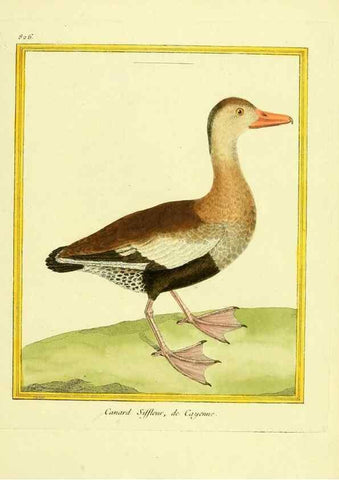 Reproducción/Reproduction 49640455516: Planches enluminées d'histoire naturelle. Paris? :s.n.,1765-1783?. 