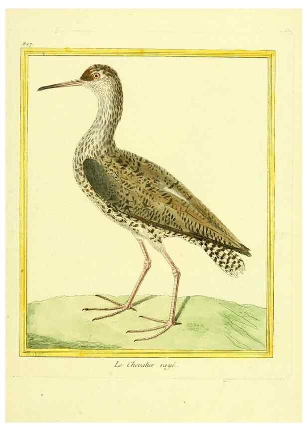 Reproducción/Reproduction 49639932728: Planches enluminées d'histoire naturelle. Paris? :s.n.,1765-1783?. 