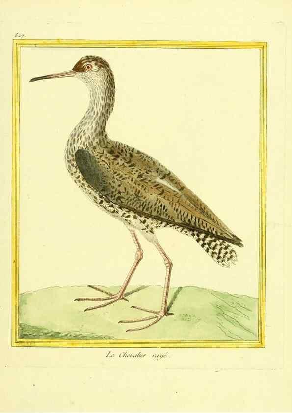 Reproducción/Reproduction 49639932728: Planches enluminées d'histoire naturelle. Paris? :s.n.,1765-1783?. 