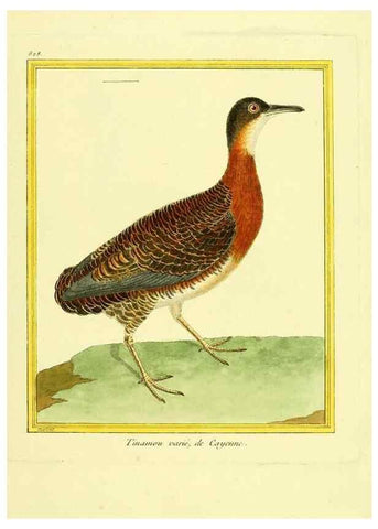 Reproducción/Reproduction 49640728192: Planches enluminées d'histoire naturelle. Paris? :s.n.,1765-1783?. 
