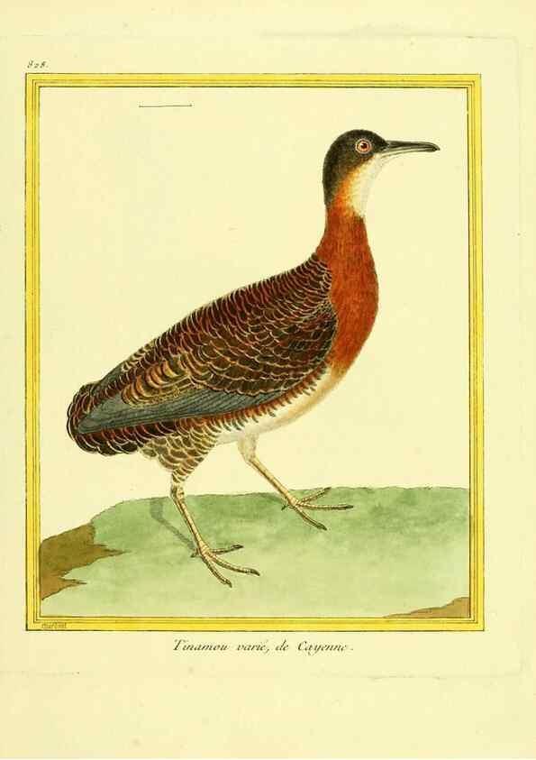 Reproducción/Reproduction 49640728192: Planches enluminées d'histoire naturelle. Paris? :s.n.,1765-1783?. 