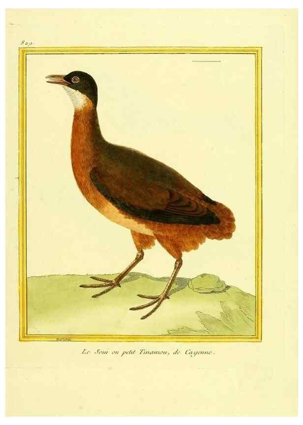 Reproducción/Reproduction 49640728512: Planches enluminées d'histoire naturelle. Paris? :s.n.,1765-1783?. 