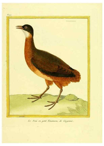 Reproducción/Reproduction 49640728512: Planches enluminées d'histoire naturelle. Paris? :s.n.,1765-1783?. 