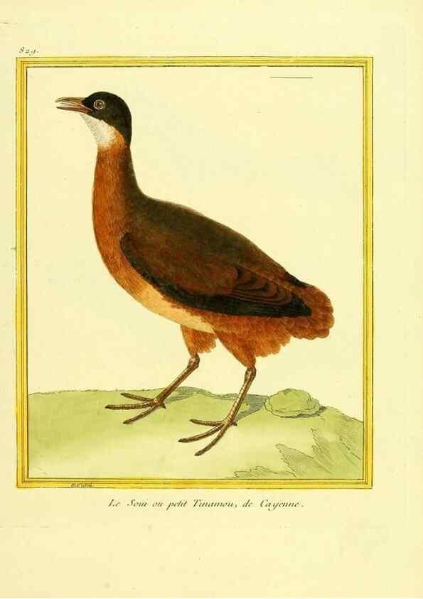 Reproducción/Reproduction 49640728512: Planches enluminées d'histoire naturelle. Paris? :s.n.,1765-1783?. 