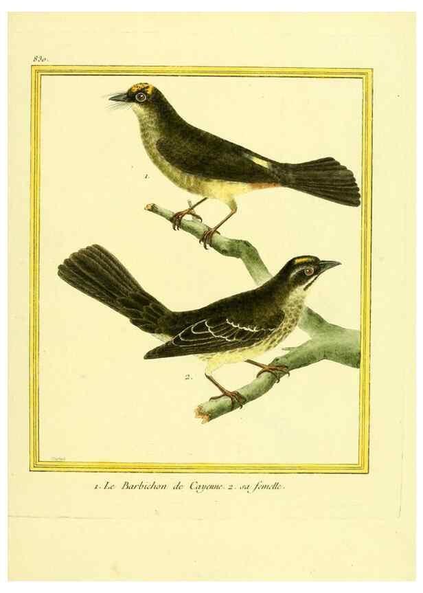 Reproducción/Reproduction 49640728902: Planches enluminées d'histoire naturelle. Paris? :s.n.,1765-1783?. 