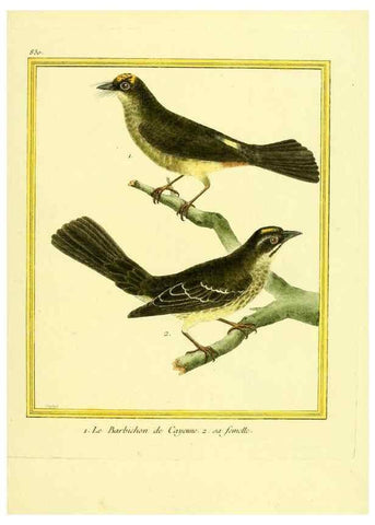 Reproducción/Reproduction 49640728902: Planches enluminées d'histoire naturelle. Paris? :s.n.,1765-1783?. 
