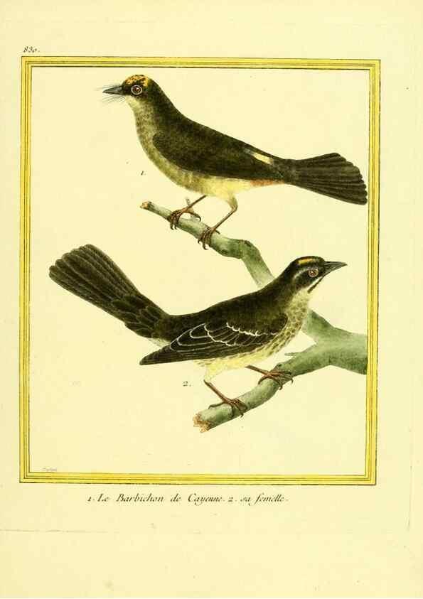Reproducción/Reproduction 49640728902: Planches enluminées d'histoire naturelle. Paris? :s.n.,1765-1783?. 