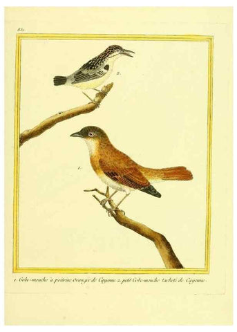 Reproducción/Reproduction 49640729367: Planches enluminées d'histoire naturelle. Paris? :s.n.,1765-1783?. 