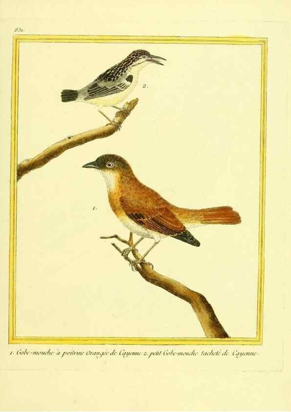 Reproducción/Reproduction 49640729367: Planches enluminées d'histoire naturelle. Paris? :s.n.,1765-1783?. 