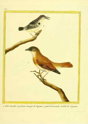 Reproducción/Reproduction 49640729367: Planches enluminées d'histoire naturelle. Paris? :s.n.,1765-1783?. 