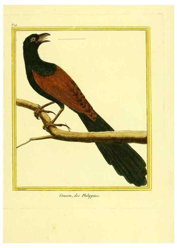 Reproducción/Reproduction 49639931568: Planches enluminées d'histoire naturelle. Paris? :s.n.,1765-1783?. 