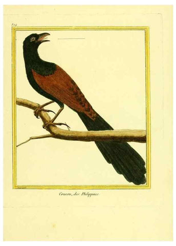 Reproducción/Reproduction 49639931568: Planches enluminées d'histoire naturelle. Paris? :s.n.,1765-1783?. 