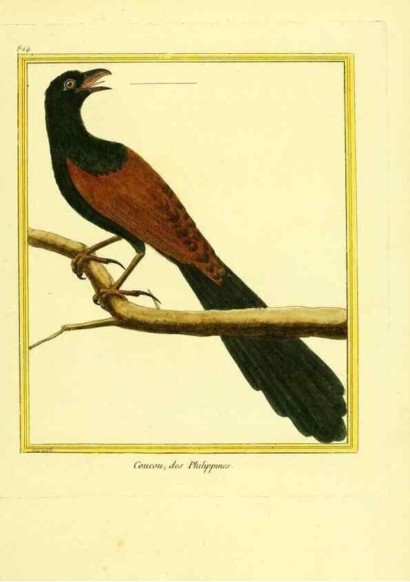 Reproducción/Reproduction 49639931568: Planches enluminées d'histoire naturelle. Paris? :s.n.,1765-1783?. 