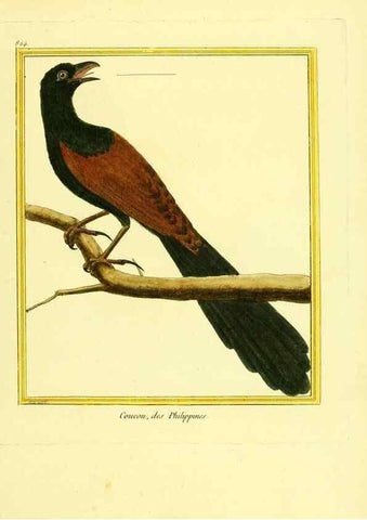 Reproducción/Reproduction 49639931568: Planches enluminées d'histoire naturelle. Paris? :s.n.,1765-1783?. 