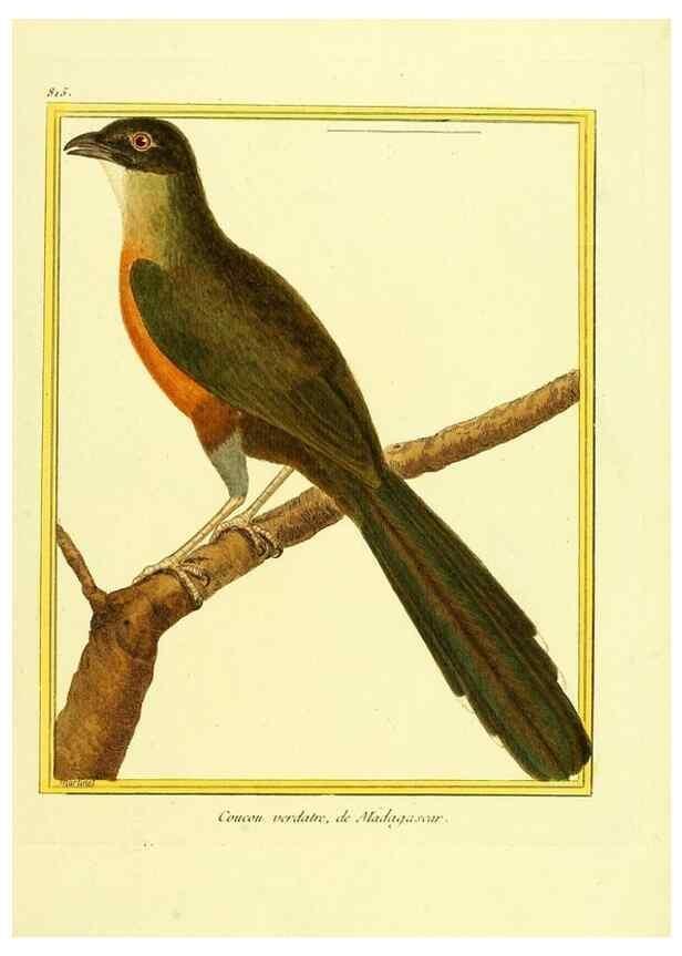 Reproducción/Reproduction 49640723487: Planches enluminées d'histoire naturelle. Paris? :s.n.,1765-1783?. 