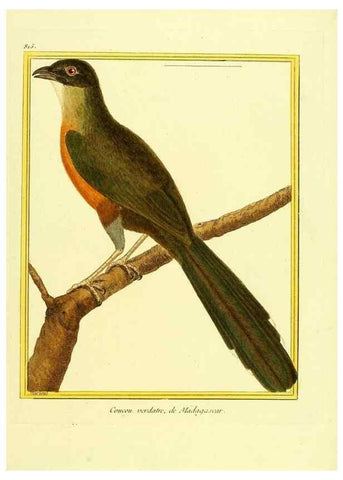 Reproducción/Reproduction 49640723487: Planches enluminées d'histoire naturelle. Paris? :s.n.,1765-1783?. 