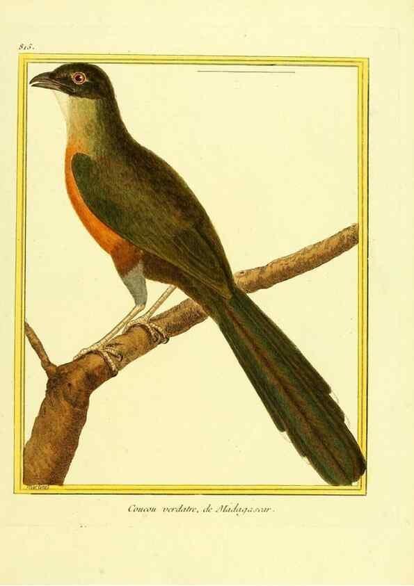 Reproducción/Reproduction 49640723487: Planches enluminées d'histoire naturelle. Paris? :s.n.,1765-1783?. 