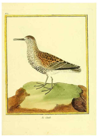 Reproducción/Reproduction 49640464621: Planches enluminées d'histoire naturelle. Paris? :s.n.,1765-1783?. 