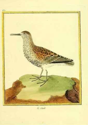 Reproducción/Reproduction 49640464621: Planches enluminées d'histoire naturelle. Paris? :s.n.,1765-1783?. 