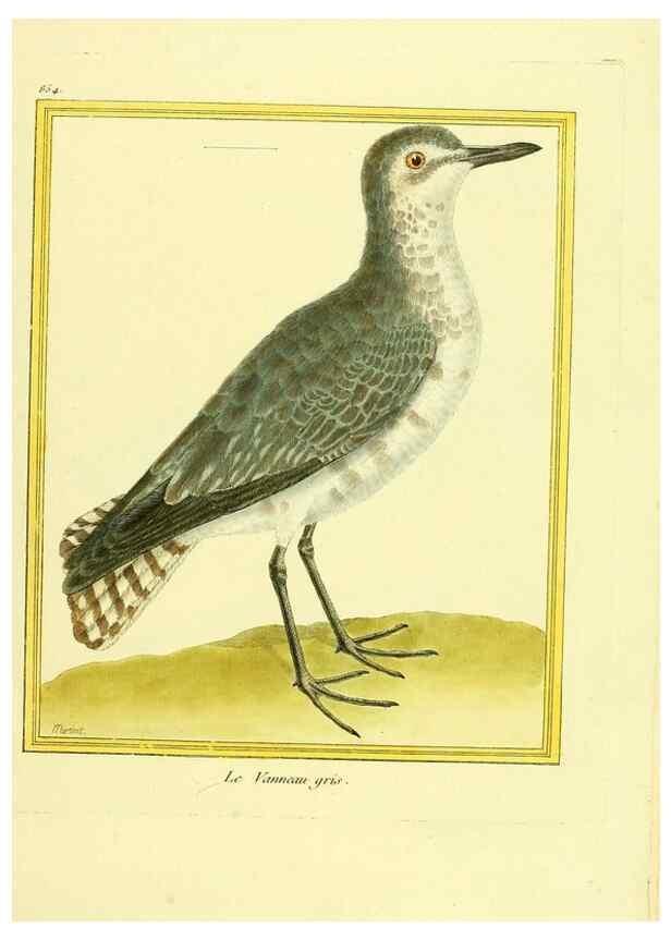 Reproducción/Reproduction 49640465421: Planches enluminées d'histoire naturelle. Paris? :s.n.,1765-1783?. 