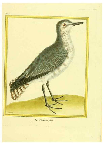 Reproducción/Reproduction 49640465421: Planches enluminées d'histoire naturelle. Paris? :s.n.,1765-1783?. 