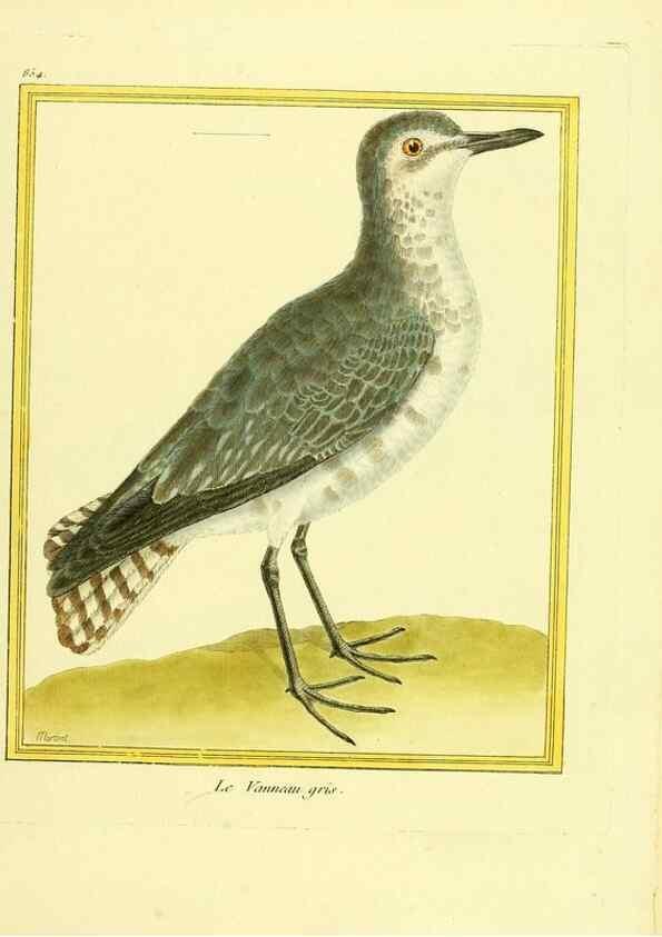 Reproducción/Reproduction 49640465421: Planches enluminées d'histoire naturelle. Paris? :s.n.,1765-1783?. 