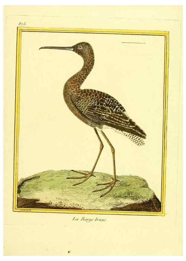 Reproducción/Reproduction 49640744547: Planches enluminées d'histoire naturelle. Paris? :s.n.,1765-1783?. 