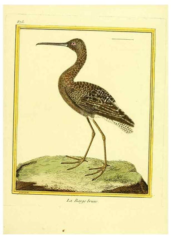Reproducción/Reproduction 49640744547: Planches enluminées d'histoire naturelle. Paris? :s.n.,1765-1783?. 