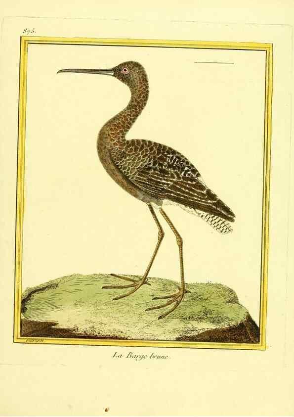 Reproducción/Reproduction 49640744547: Planches enluminées d'histoire naturelle. Paris? :s.n.,1765-1783?. 