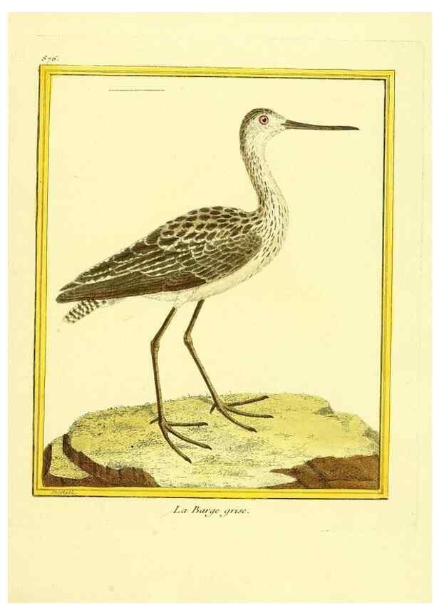 Reproducción/Reproduction 49640472186: Planches enluminées d'histoire naturelle. Paris? :s.n.,1765-1783?. 