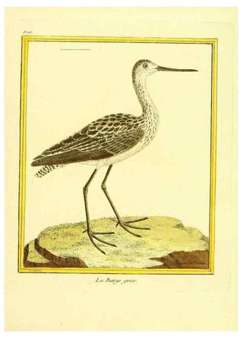 Reproducción/Reproduction 49640472186: Planches enluminées d'histoire naturelle. Paris? :s.n.,1765-1783?. 