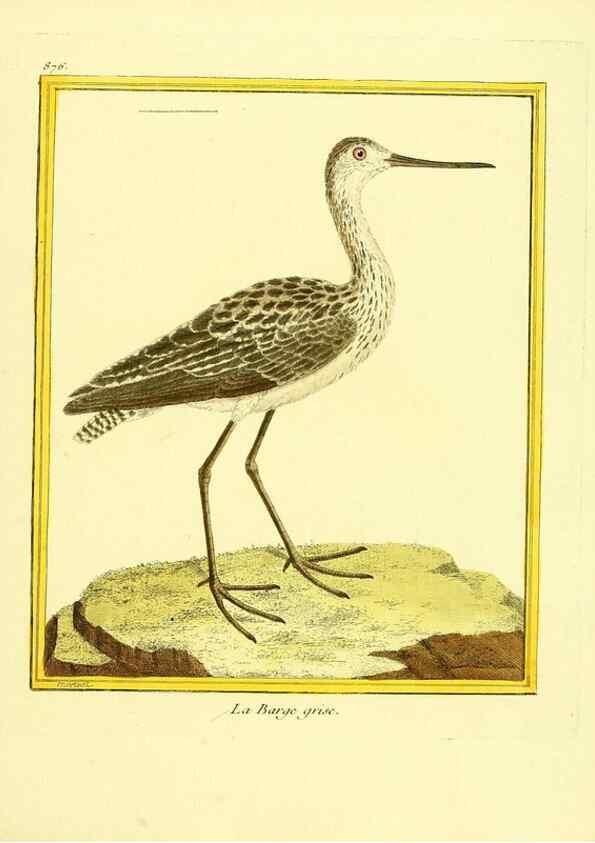 Reproducción/Reproduction 49640472186: Planches enluminées d'histoire naturelle. Paris? :s.n.,1765-1783?. 