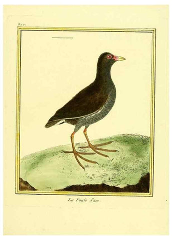 Reproducción/Reproduction 49640472521: Planches enluminées d'histoire naturelle. Paris? :s.n.,1765-1783?. 