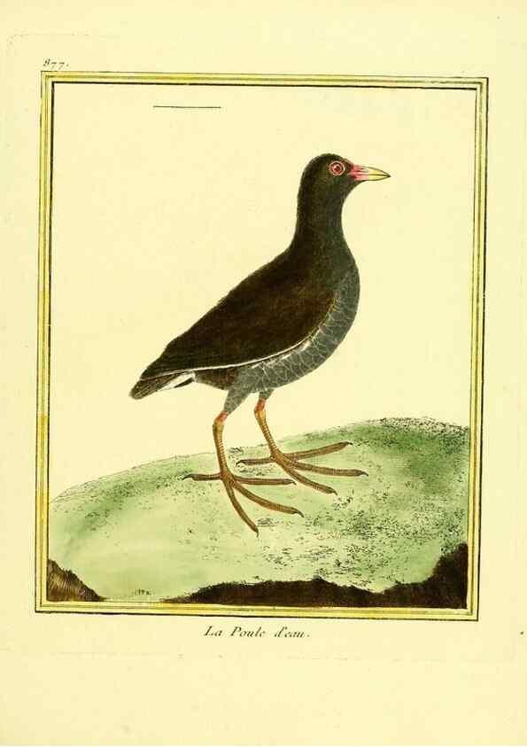 Reproducción/Reproduction 49640472521: Planches enluminées d'histoire naturelle. Paris? :s.n.,1765-1783?. 