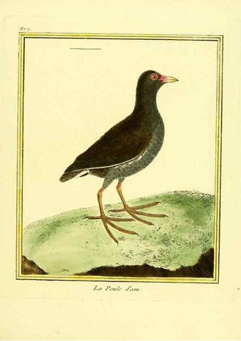 Reproducción/Reproduction 49640472521: Planches enluminées d'histoire naturelle. Paris? :s.n.,1765-1783?. 