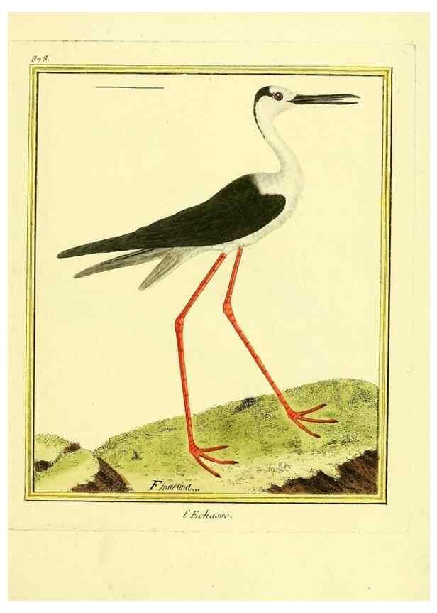 Reproducción/Reproduction 49640473196: Planches enluminées d'histoire naturelle. Paris? :s.n.,1765-1783?. 