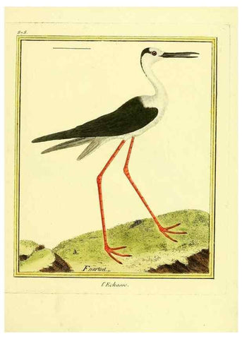 Reproducción/Reproduction 49640473196: Planches enluminées d'histoire naturelle. Paris? :s.n.,1765-1783?. 