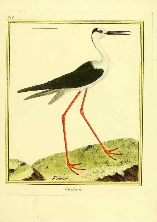 Reproducción/Reproduction 49640473196: Planches enluminées d'histoire naturelle. Paris? :s.n.,1765-1783?. 