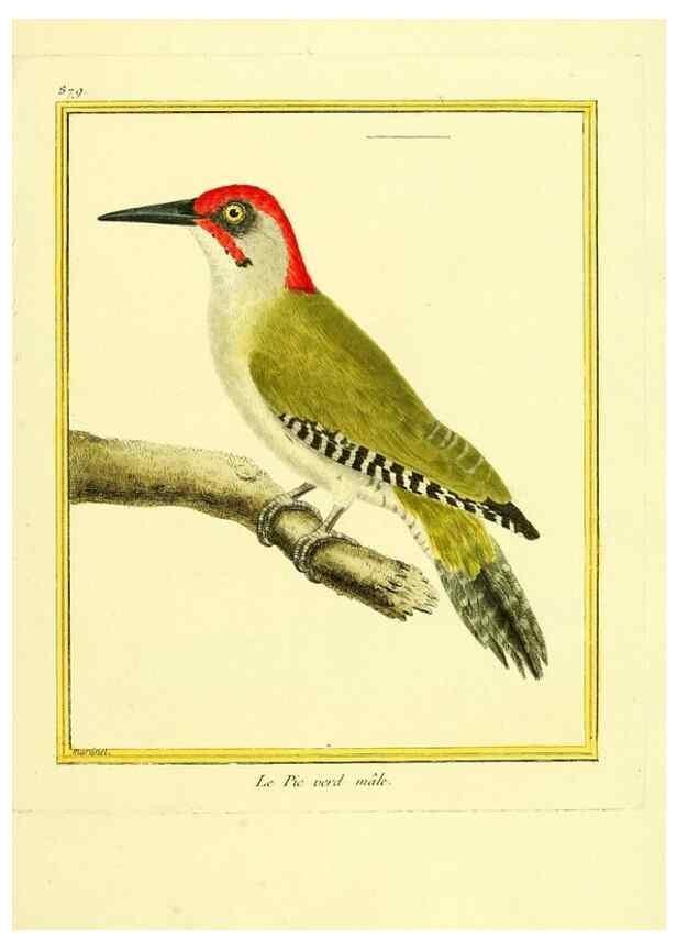 Reproducción/Reproduction 49640746127: Planches enluminées d'histoire naturelle. Paris? :s.n.,1765-1783?. 
