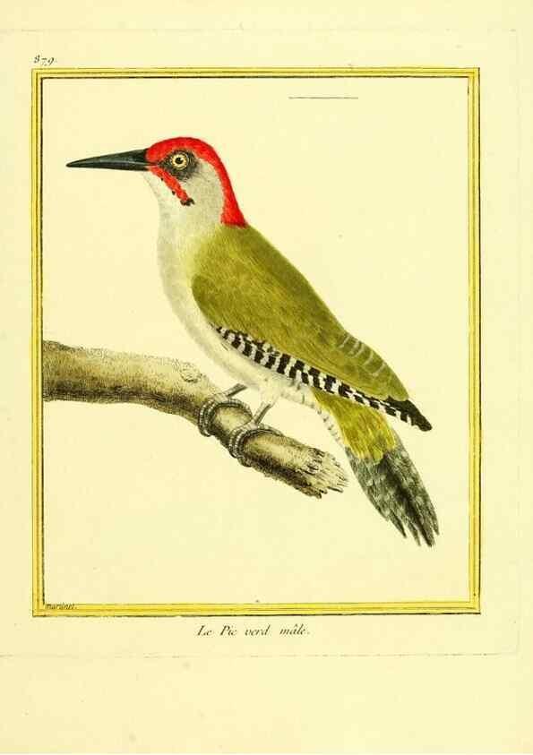 Reproducción/Reproduction 49640746127: Planches enluminées d'histoire naturelle. Paris? :s.n.,1765-1783?. 
