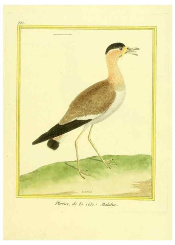 Reproducción/Reproduction 49639950683: Planches enluminées d'histoire naturelle. Paris? :s.n.,1765-1783?. 