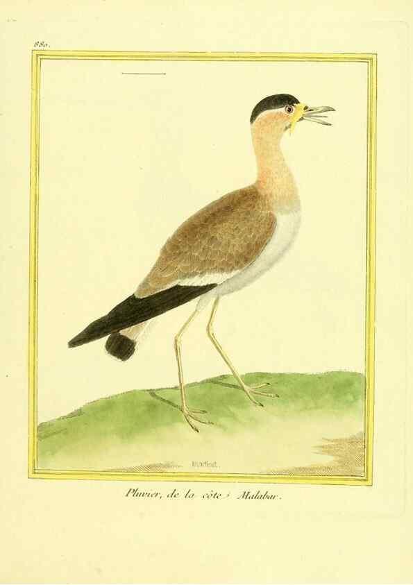 Reproducción/Reproduction 49639950683: Planches enluminées d'histoire naturelle. Paris? :s.n.,1765-1783?. 