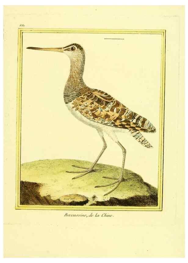 Reproducción/Reproduction 49639950988: Planches enluminées d'histoire naturelle. Paris? :s.n.,1765-1783?. 
