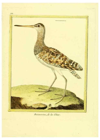 Reproducción/Reproduction 49639950988: Planches enluminées d'histoire naturelle. Paris? :s.n.,1765-1783?. 