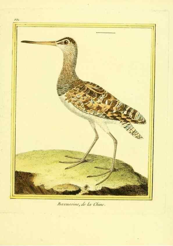 Reproducción/Reproduction 49639950988: Planches enluminées d'histoire naturelle. Paris? :s.n.,1765-1783?. 