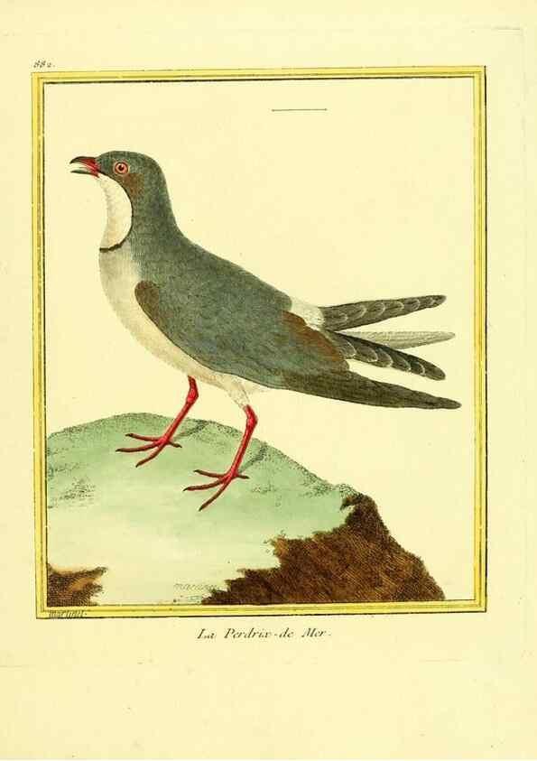 Reproducción/Reproduction 49640747032: Planches enluminées d'histoire naturelle. Paris? :s.n.,1765-1783?. 